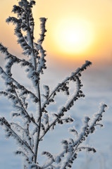 dry grass wormwood covered with drooping frost on the background of the sunrise. A beautiful winter natural look.
