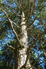 Plants: Pine tree trunk