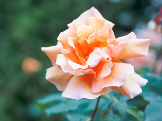 Closeup view of a beautiful peach rose flower in the garden against soft-focused background.