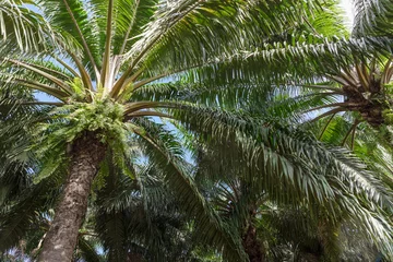 Crédence de cuisine en verre imprimé Palmier Plantation de palmiers à huile africains en Thaïlande