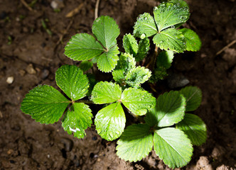 Green strawberry leaves with dew drops in the garden