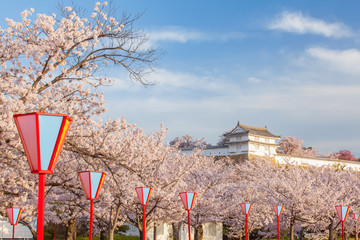 Japan Himeji castle , White Heron Castle in beautiful sakura cherry blossom season
