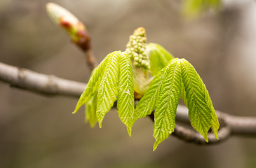 kidney with leaves on a chestnut tree in spring