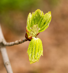 kidney with leaves on a chestnut tree in spring