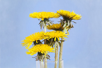 A bouquet of yellow dandelion in a glass vase. Blue background.