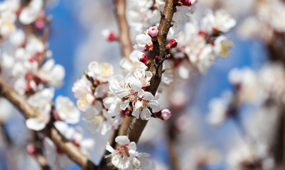 White flowers on a tree in spring