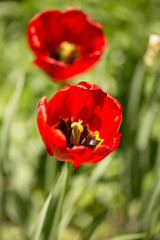 Red tulip flowers in a park