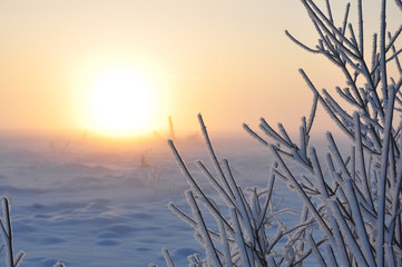 branches covered with white fluffy frost and a huge sun rising from the snow field. Frosty early morning, haze over the field from frost and sun. beautiful winter kind.
