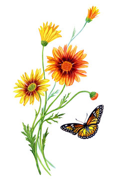 Flowering plant Ursinia and the butterfly Monarch, watercolor drawing on a white background, isolated with clipping path.