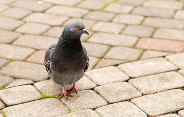 Dove walks along the pavement