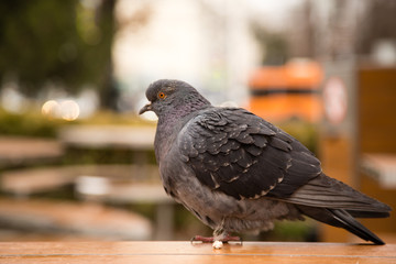 Dove on the table in the park