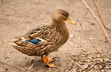 Duck on the ground in the park