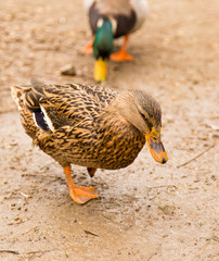 Duck on the ground in the park