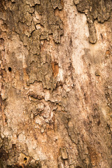 Old bark on a tree as a background