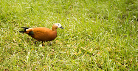 A duck walks along the green grass