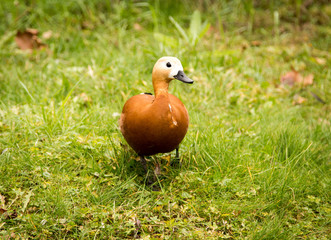 A duck walks along the green grass