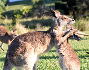 Kangaroos giving each other a hug.