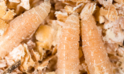 worms of maggots . marco