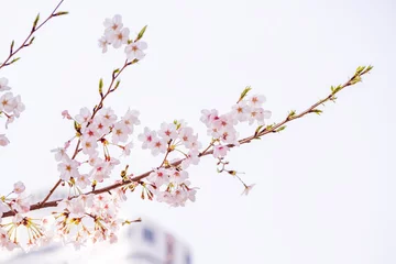 Papier Peint photo autocollant Fleur de cerisier fleur de cerisier