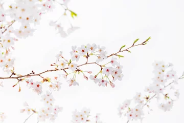 Crédence de cuisine en plexiglas Fleur de cerisier fleur de cerisier