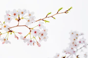 Papier Peint photo autocollant Fleur de cerisier fleur de cerisier