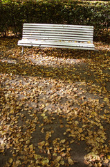 Lonely white wooden bench in old  park in autumn