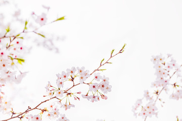 Naklejka premium 桜の花