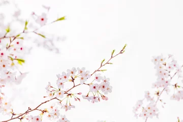 Küchenrückwand glas motiv Kirschblüte 桜の花