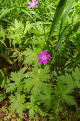 Delicate lilac-pink field flowers among the herbage.