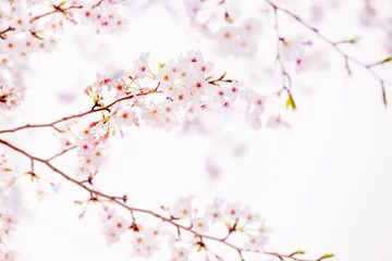 Cercles muraux Fleur de cerisier 桜の花