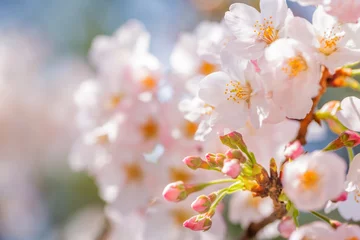 Papier Peint photo autocollant Fleur de cerisier 桜の花