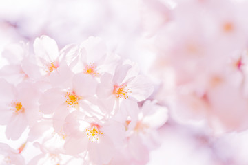 Fototapeta premium 桜の花