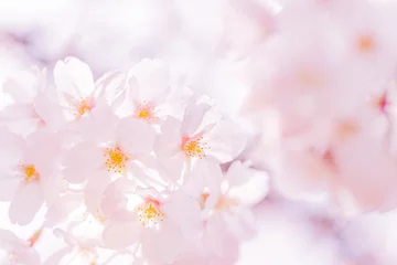 Stickers pour porte Fleur de cerisier 桜の花