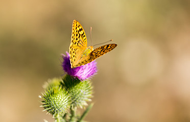 Beautiful butterfly in the wild on a plant