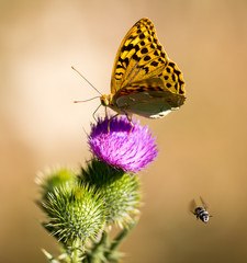 Beautiful butterfly in the wild on a plant