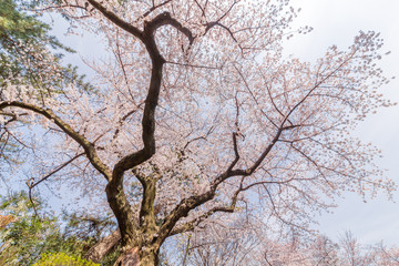 都会の桜