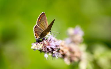 Beautiful butterfly in the wild on a plant