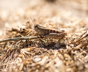 Grasshopper sits on the ground in wildlife
