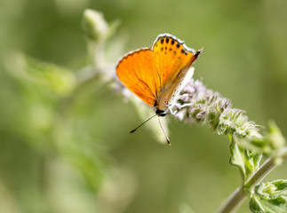 Beautiful butterfly in the wild on a plant