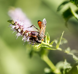 A black wasp on a flower in nature