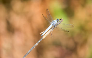 A blue dragonfly in the nature