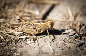 Grasshopper sits on the ground in wildlife