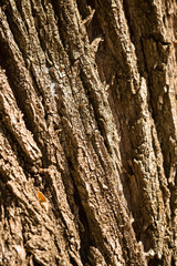 Bark from a tree as a background