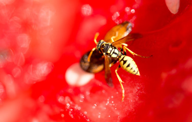 Wasp eats a red watermelon in nature
