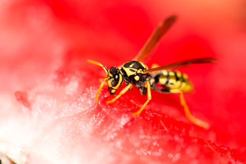 Wasp eats a red watermelon in nature