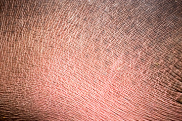Leather hippo as a background