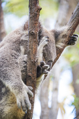 Sleeping koala close up in tree