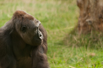 A mountain gorilla looking sideways with a sad look