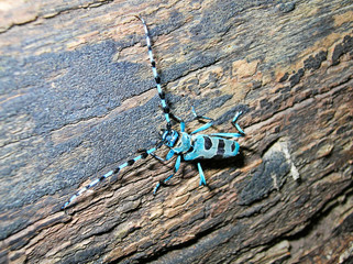 Male Rosalia longicorn beetle sitting on a wooden stump 