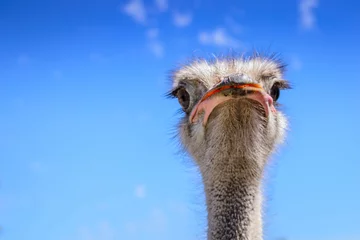 Papier Peint photo Lavable Autruche Portrait of an African ostrich closeup on sky background